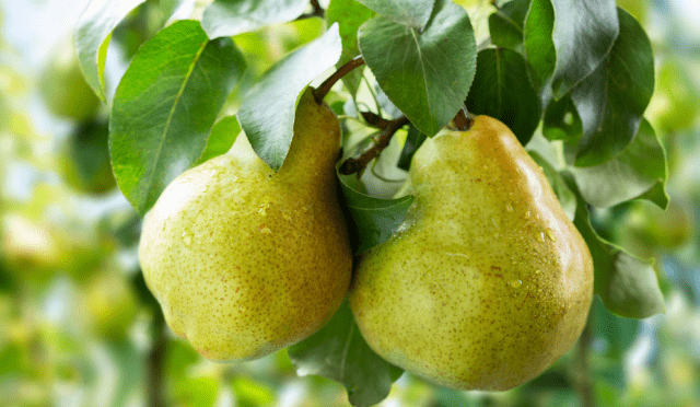 Pears good for Weight Loss