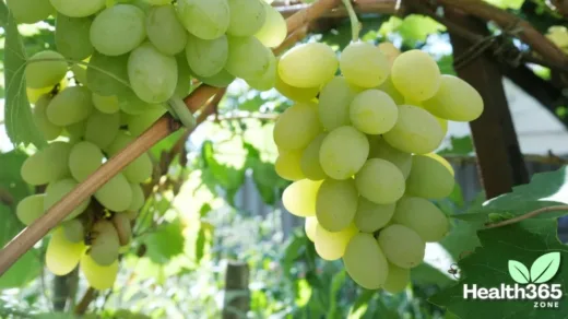 Are Grapes Healthy for weight loss?