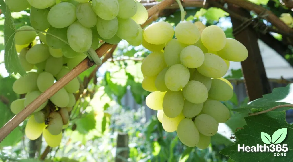 Are Grapes Healthy for weight loss?