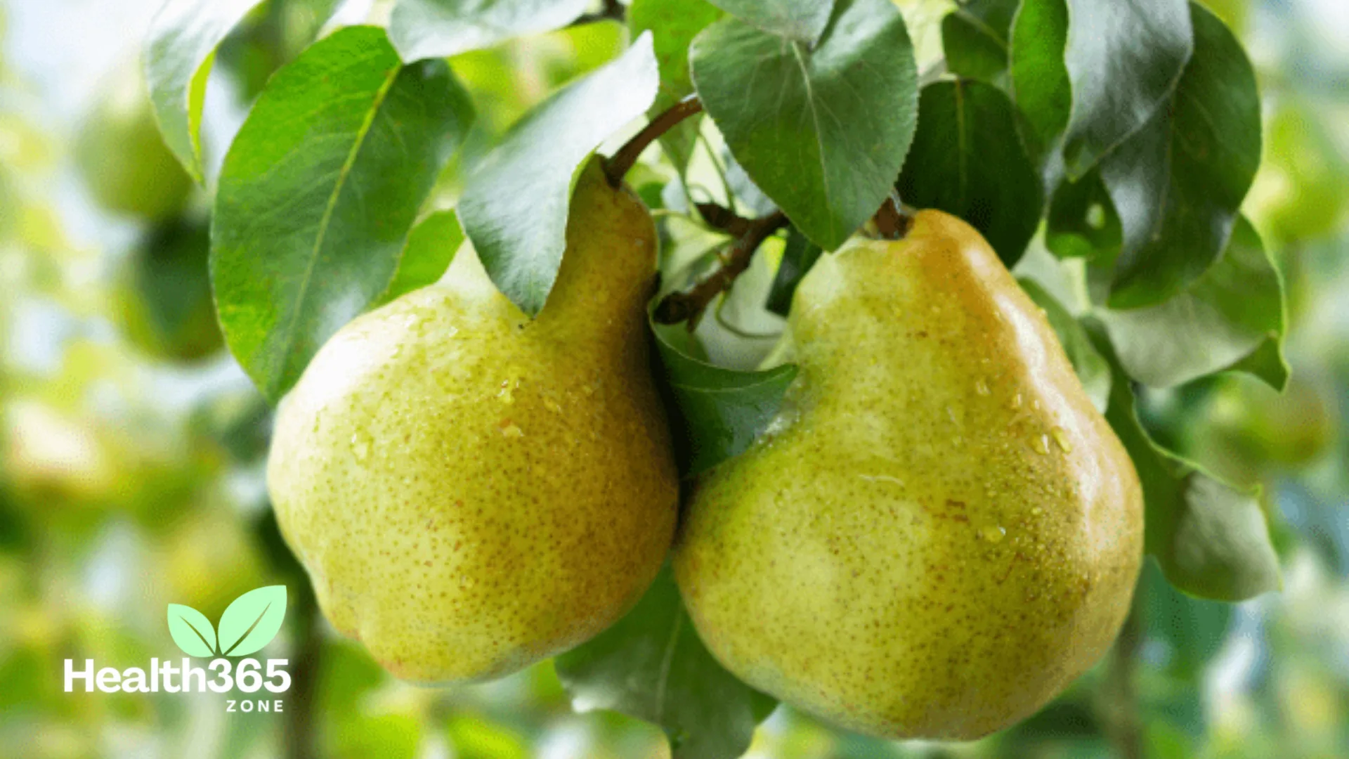 are Pears good for Weight Loss?